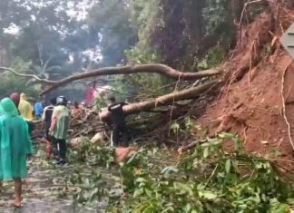 Akibat Pohon Tumbang Jalan Lintas Kepahiang-Bengkulu Macet